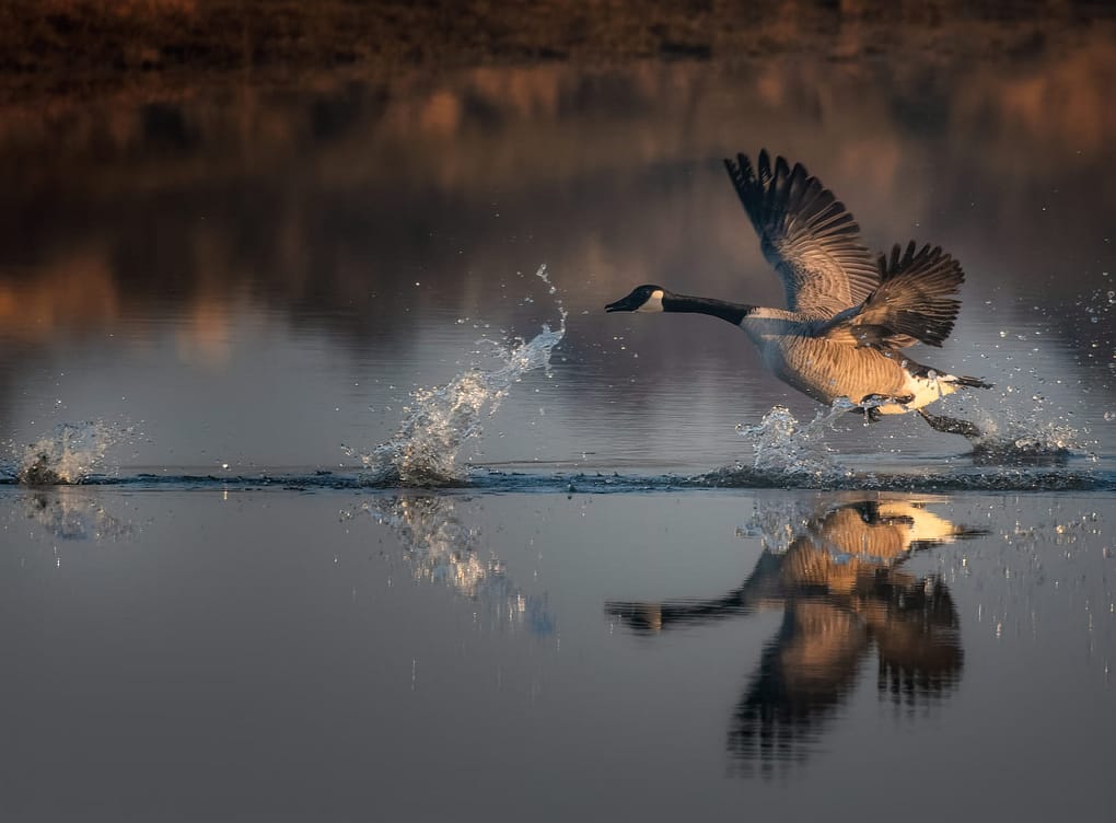 geese water
